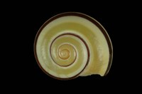 藏品(檸檬蝸牛)的圖片